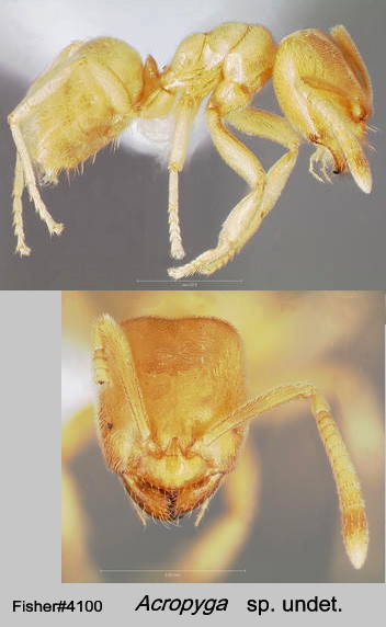 {Acropyga sp undet from Central African Republic}