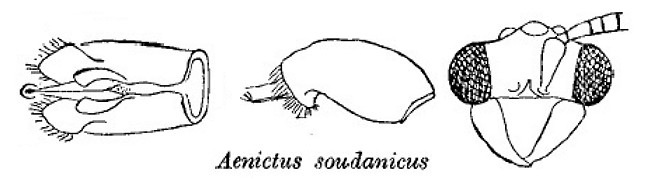 {Aenictus soudanicus}