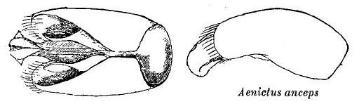 Aenictus anceps male genitalia