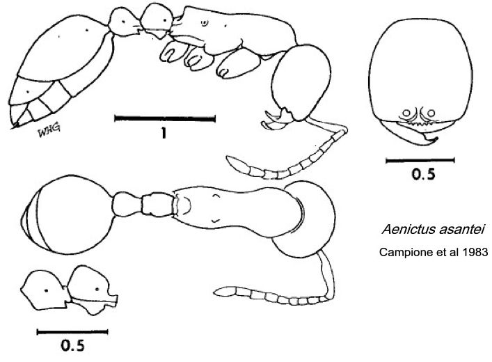 {Aenictus asantei}