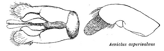Aenictus asperivalvus male genitalia