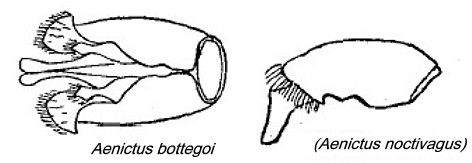 Aenictus bottegoi male genitalia