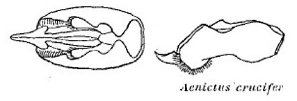 Aenictus crucifer male genitalia