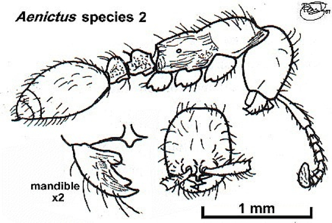 {Aenictus species 2}