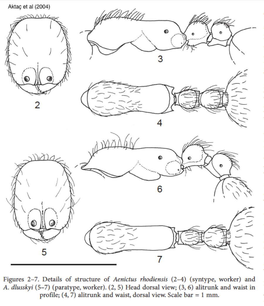 Aenictus dlussky