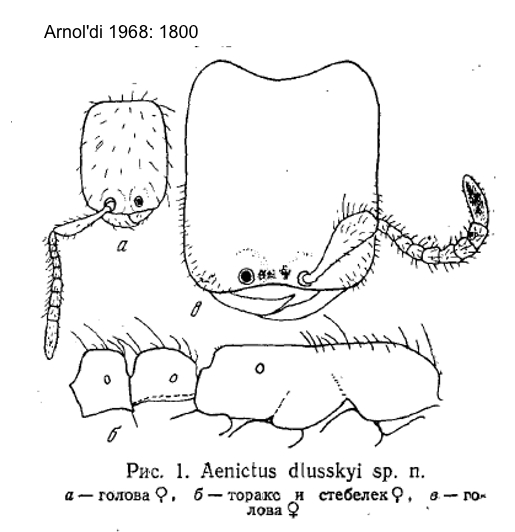 Aenictus dlussky