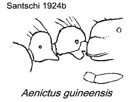 {Aenictus guineensis}