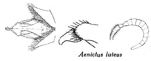 Aenictus luteus male genitalia