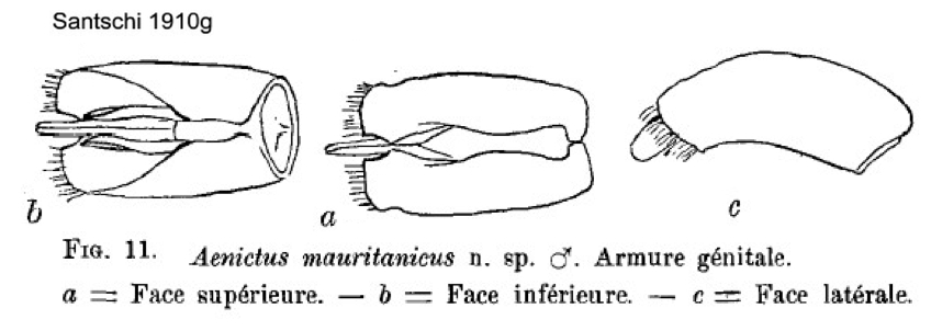 Aenictus mauritanicus male genitalia