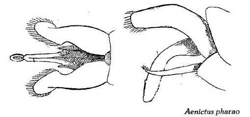 Aenictus pharao male genitalia
