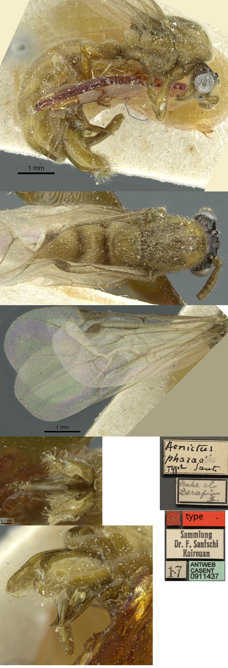 Aenictus pharao male