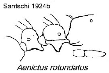 {Aenictus rotundatus}