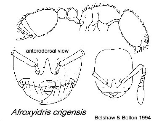 {Afroxyidris crigensis}