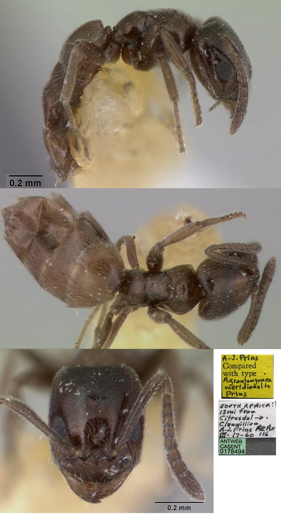 Agraulomyrmex meridionalis