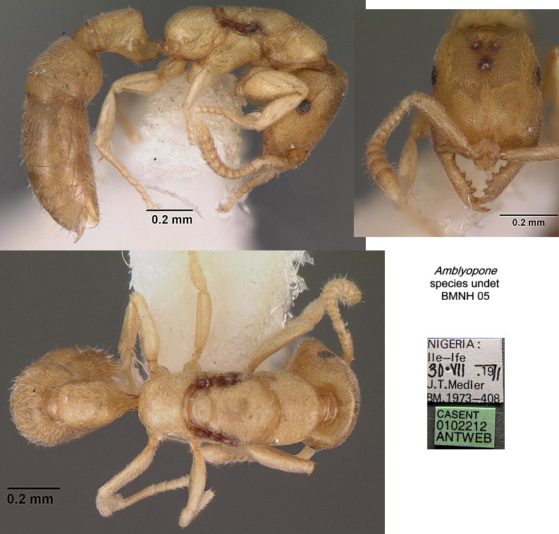 {Amblyopone species from Nigeria}