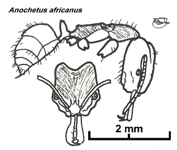 {Anochetus africanus}