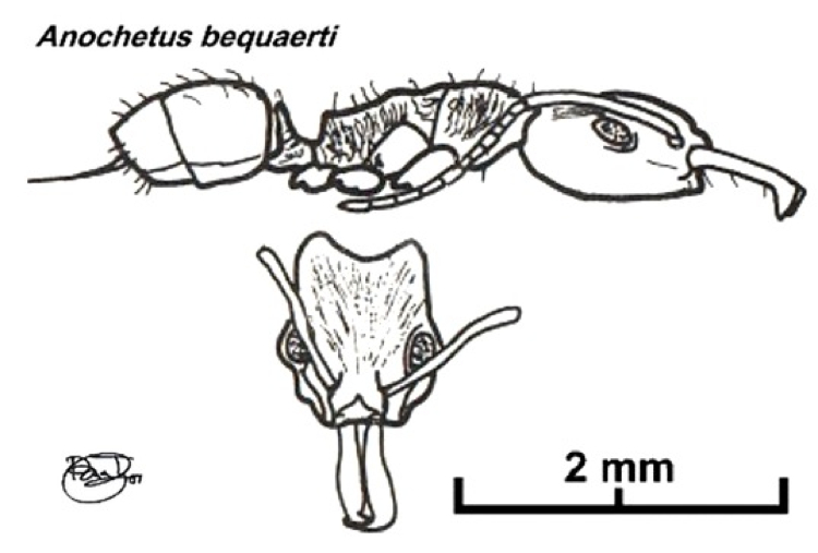 {Anochetus bequaerti}