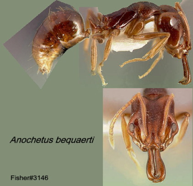 {Anochetus bequaerti}