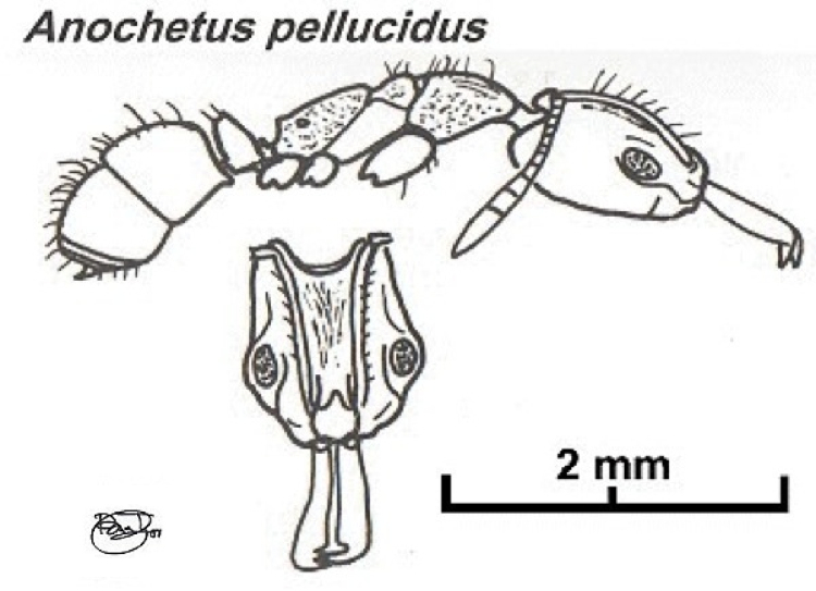 {Anochetus pellucidus}