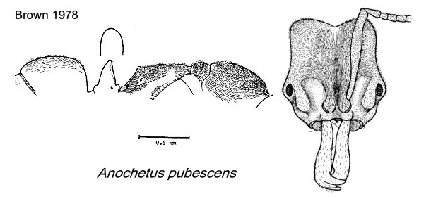 {Anochetus pubescens}