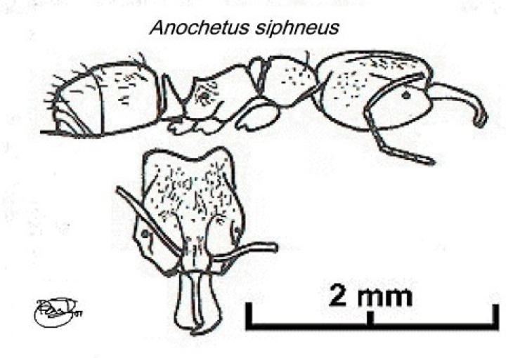 {Anochetus siphneus}