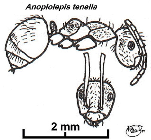 {Anoplolepis tenella}