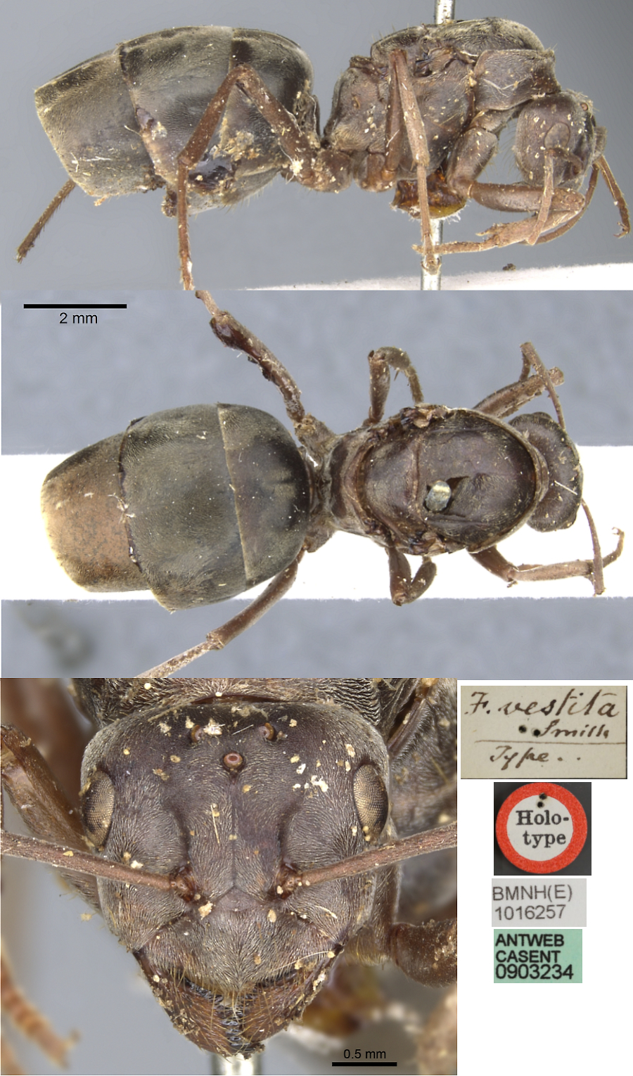 Anoplolepis vestita type queen}