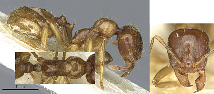 Aphaenogaster pallida