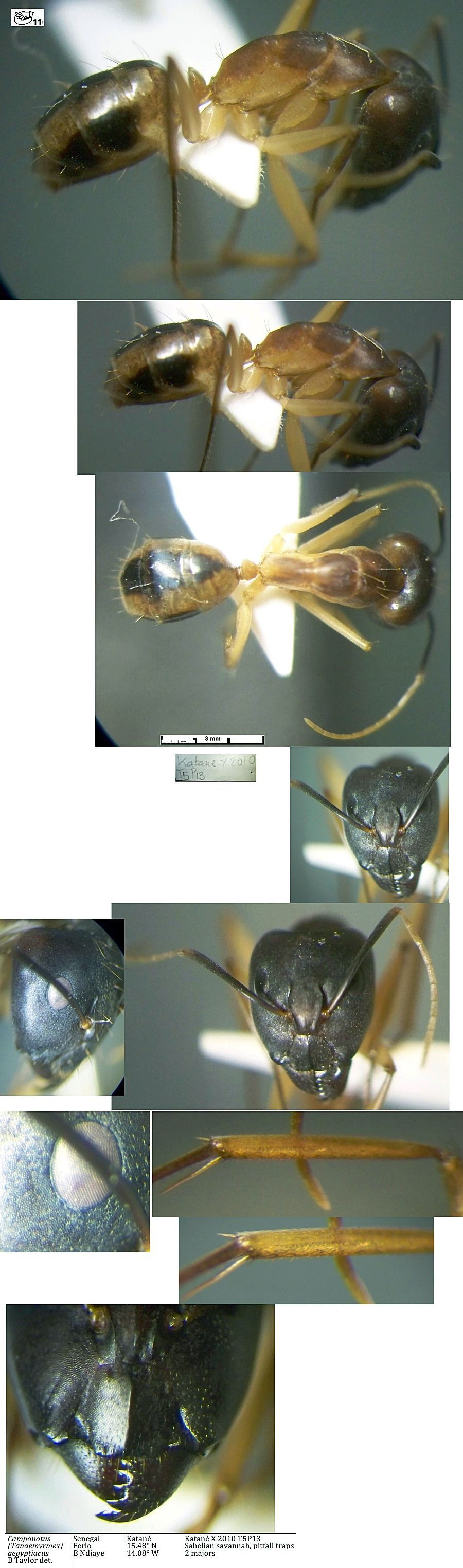 {Camponotus aegyptiacus major}