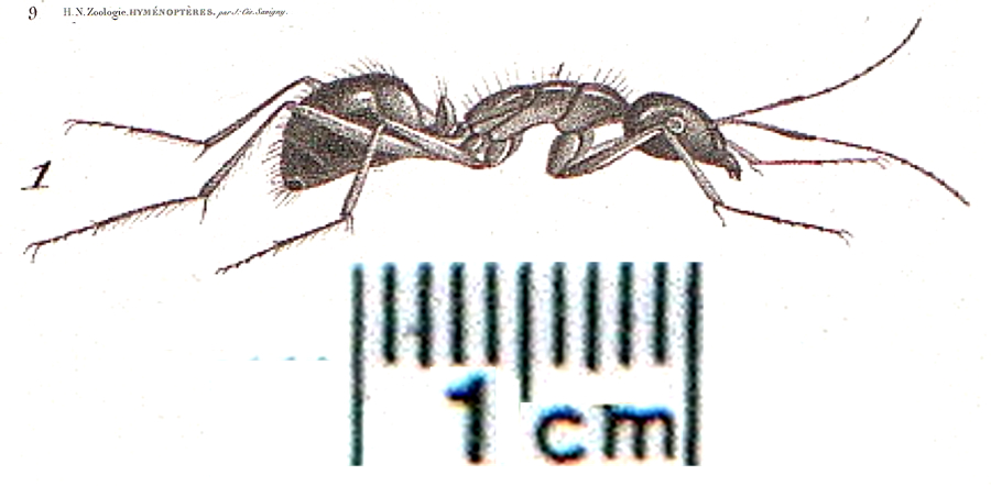 {Camponotus fellah}