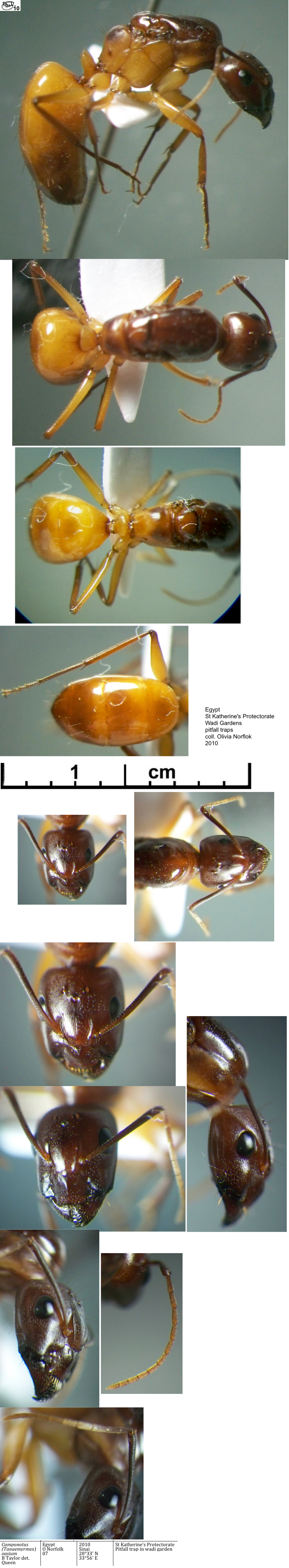 {Camponotus (Tanaemyrmex) oasium queen}