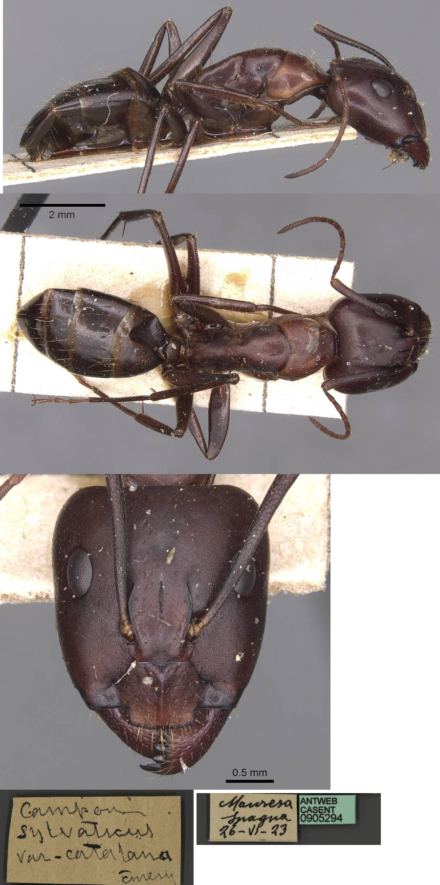 Camponotus sylvaticus catalana major