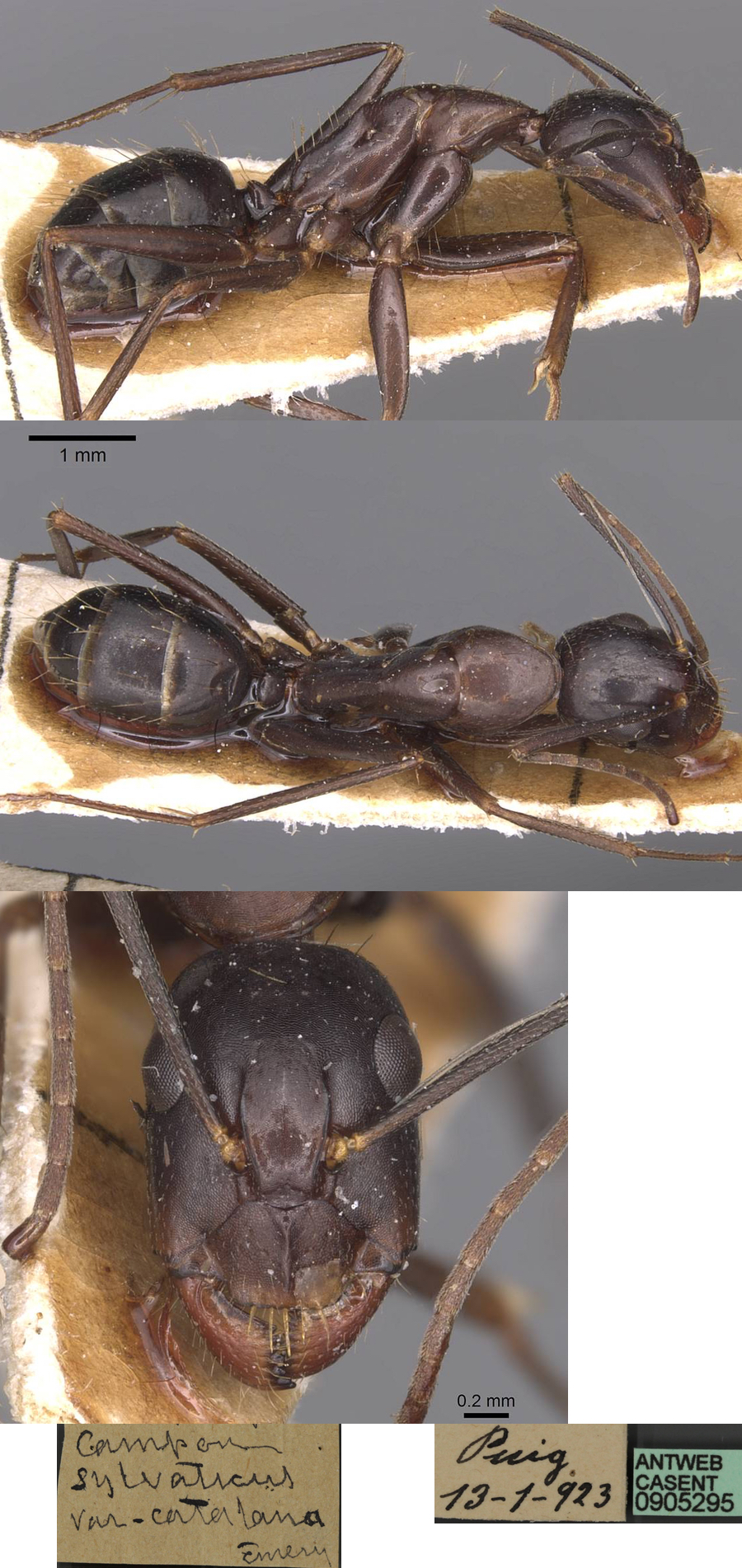 Camponotus sylvaticus catalana minor