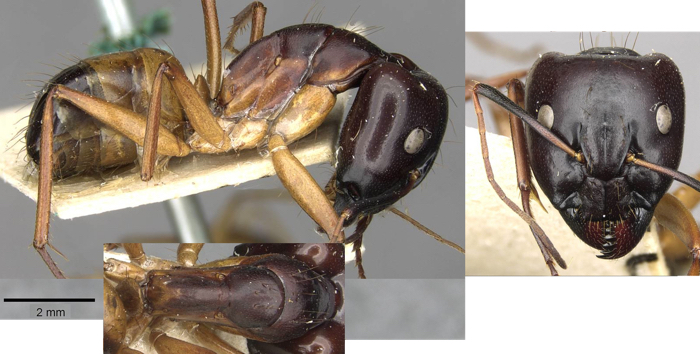 {Camponotus (Tanaemyrmex) thoracicus}