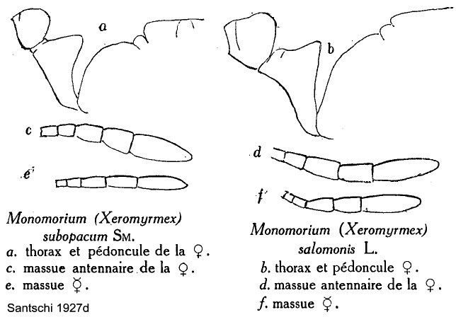 {Monomorium subopacum - salomonis comparison}