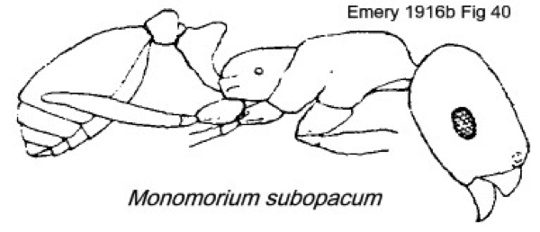 Monomorium subopacum