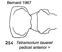 Tetramorium taueret