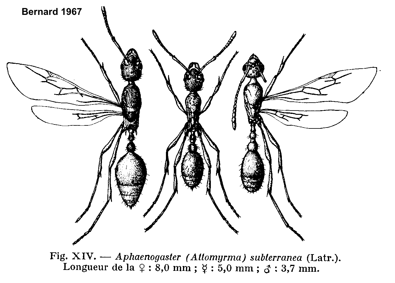 Aphaenogaster subterranea