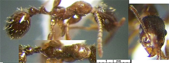 Aphaenogaster syriaca
