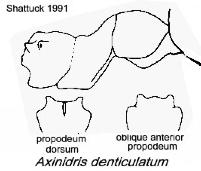 {Axinidris denticulatum}