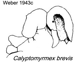 {Calyptomyrmex brevis}