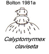 {Calyptomyrmex clavisetus}
