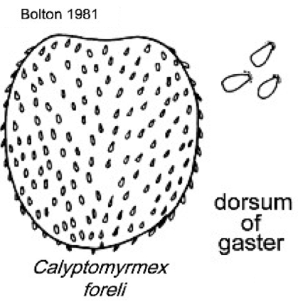 {Calyptomyrmex foreli}