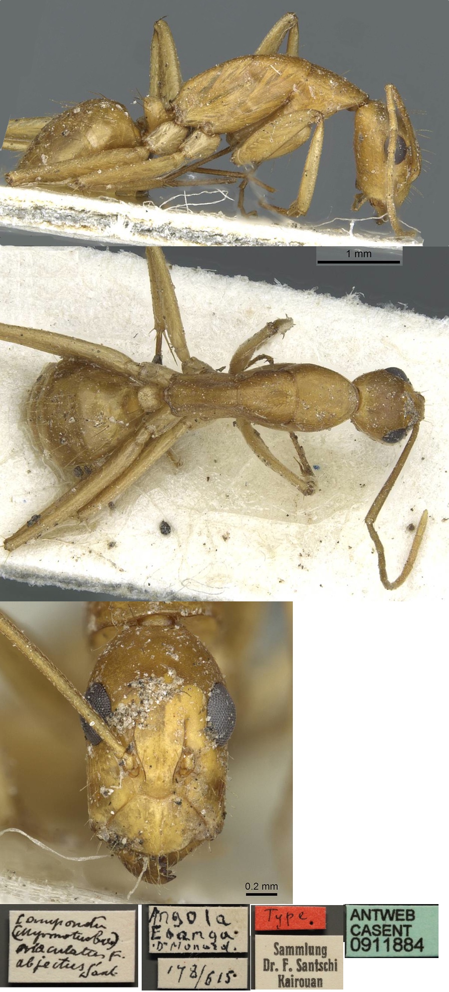 Camponotus abjectus minor