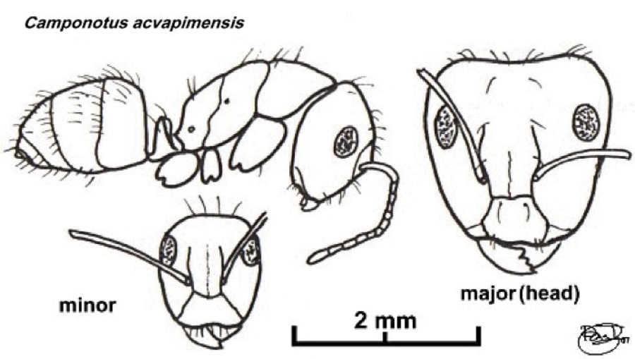 {Camponotus (Tanaemyrmex) acvapimensis}