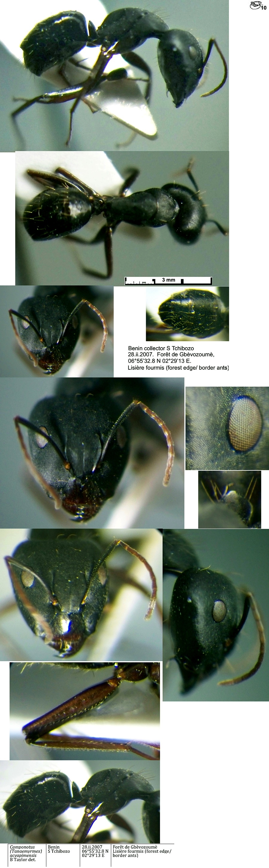 {Camponotus acvapimensis major}
