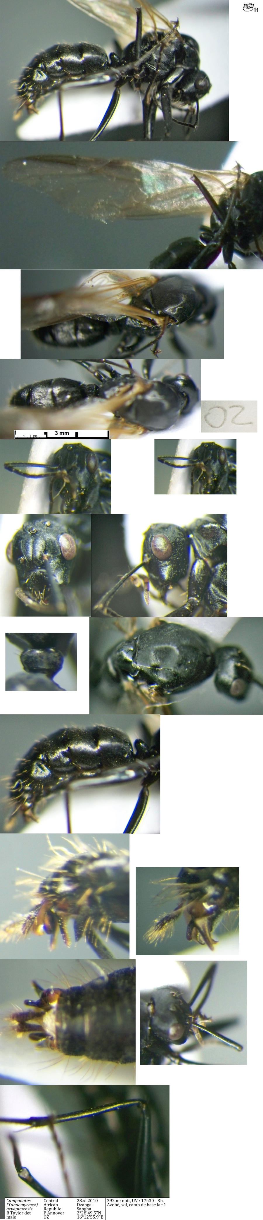 {Camponotus acvapimensis male}