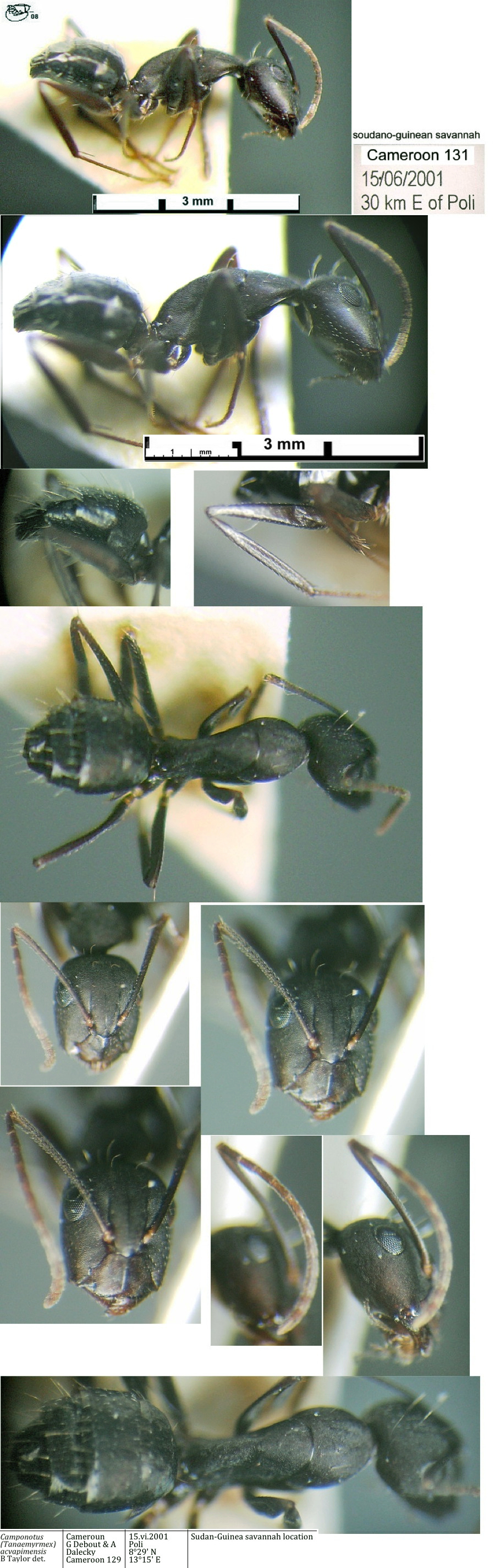 {Camponotus olivieri pax minor}