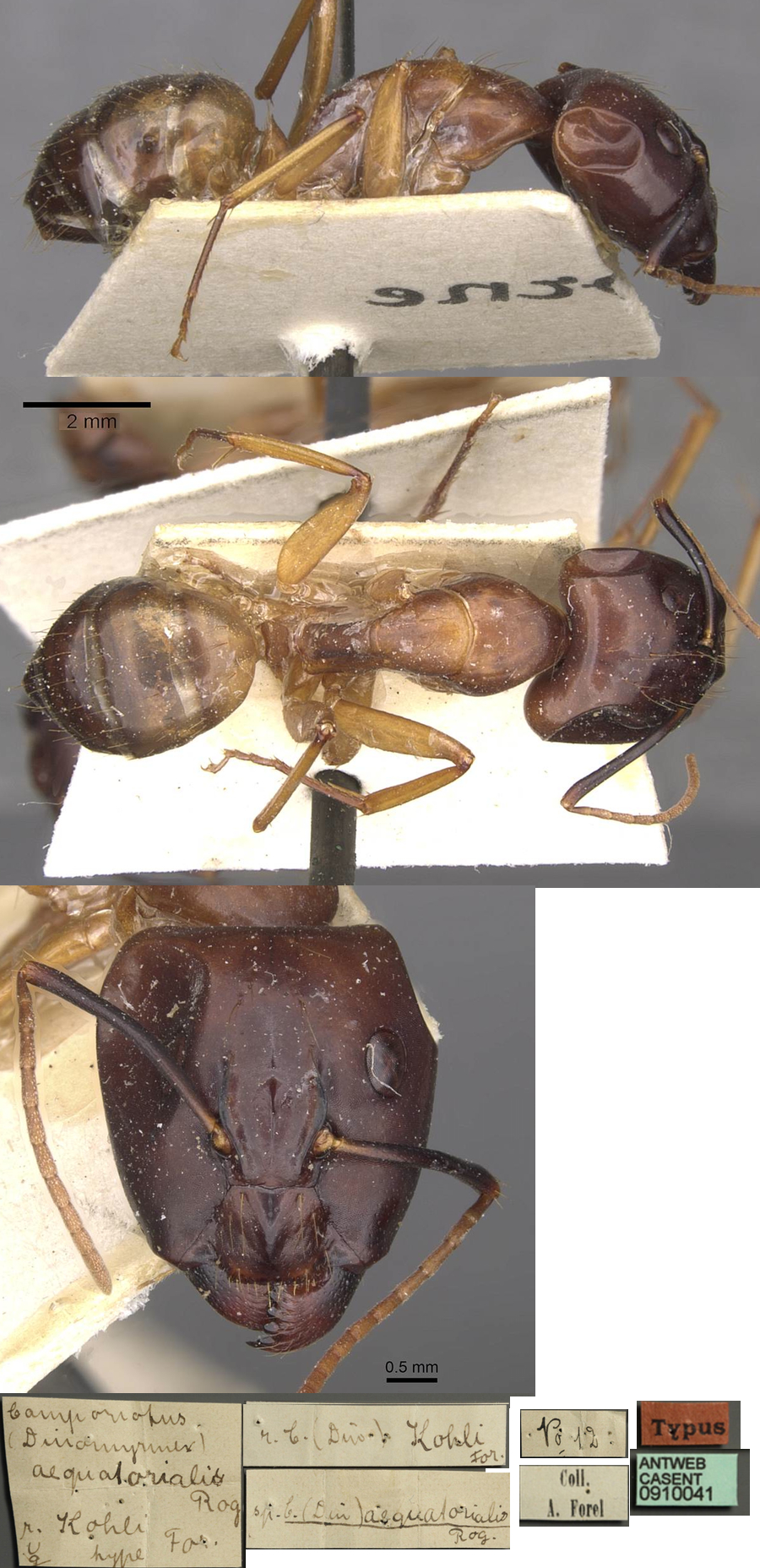 {Camponotus aequatorialis major}