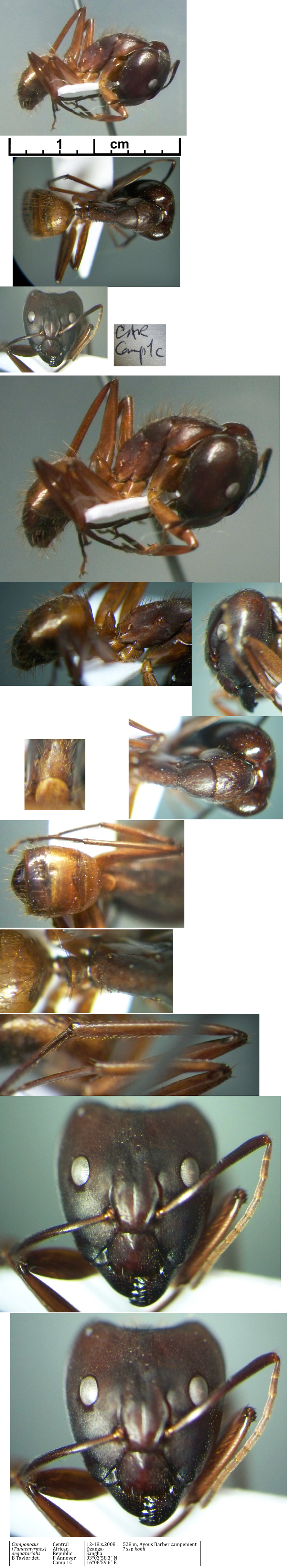 {Camponotus aequatorialis kohli major}
